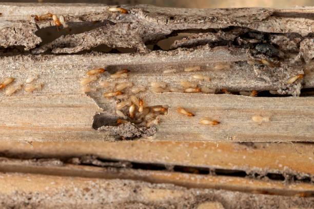 Best Local Pest Control Services  in Teague, TX