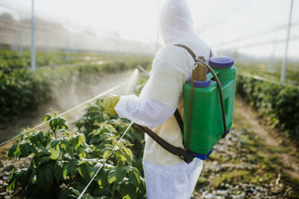 Best Wasp Removal Services  in Teague, TX